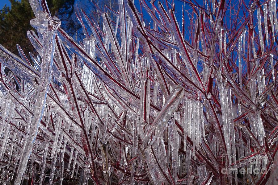 Iced Red Osier Photograph by Sandra Updyke