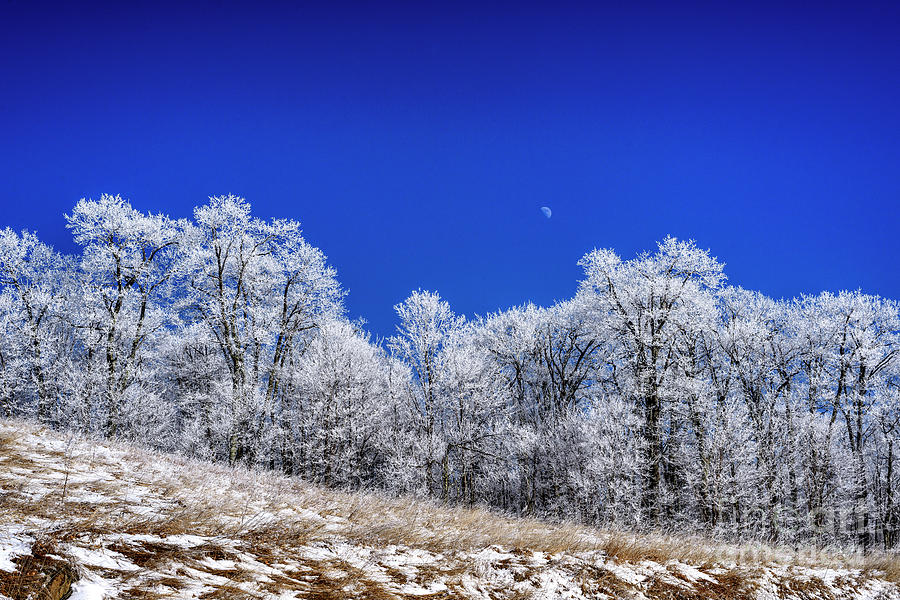 Iced Trees and Moon Photograph by Thomas R Fletcher