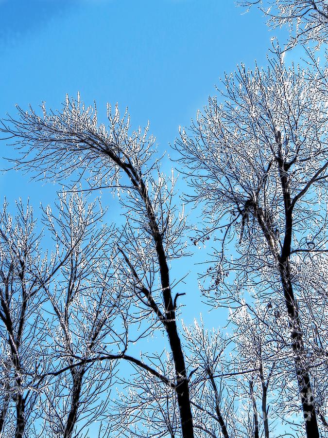 Iced Trees Photograph by Craig Walters