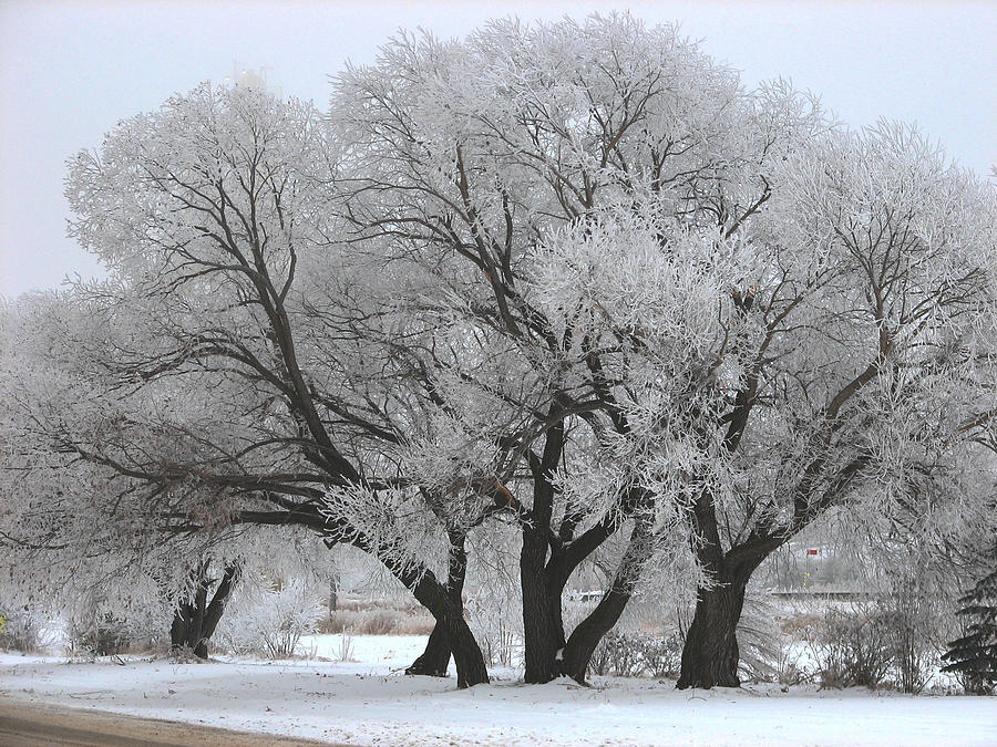 Iced Trees Photograph by David Matthews