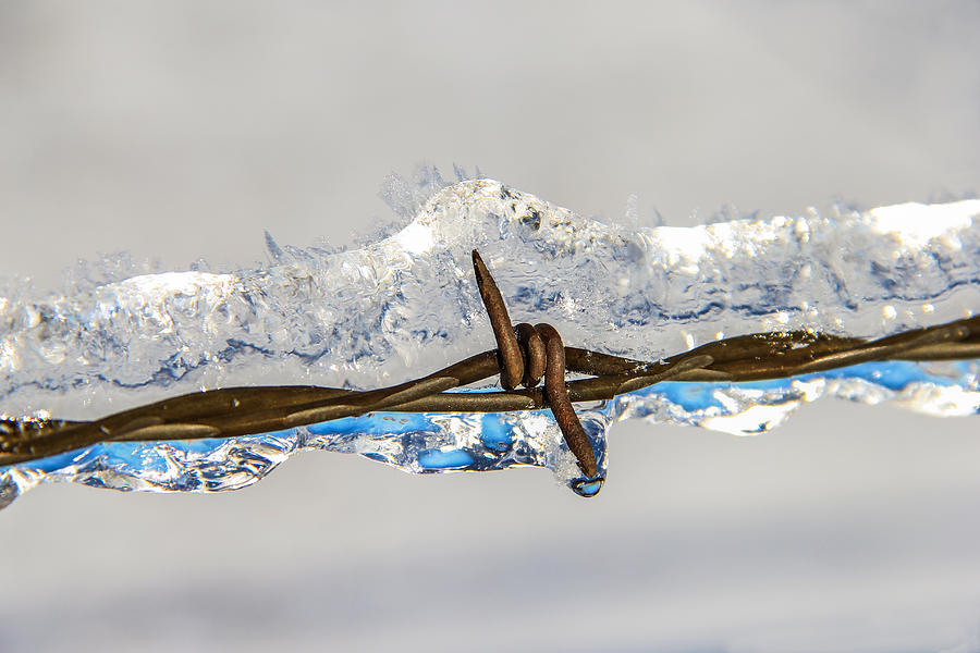 Iced Up Photograph