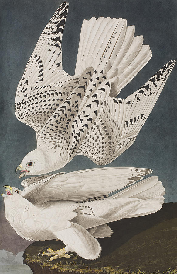 John James Audubon Painting - Iceland Falcon or Jer Falcon by John James Audubon