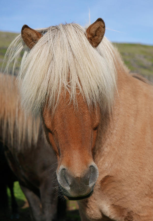 Iceland Horse Closeup Photograph by Jack Nevitt