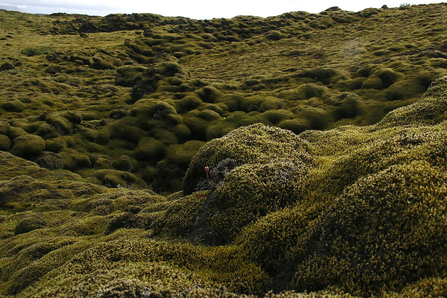 Iceland Lava fields covered with Moss Photograph by Leah Bensen - Fine ...