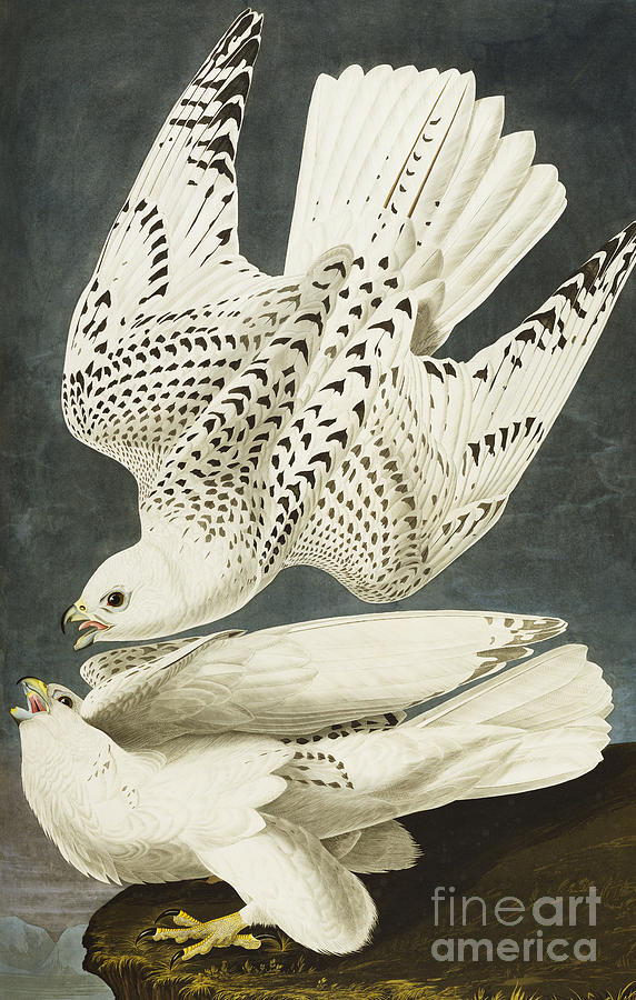 Iceland Or Jer Falcon Drawing by John James Audubon