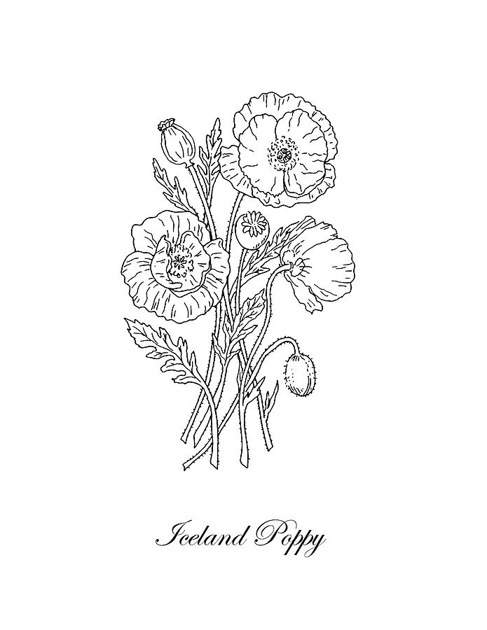 Iceland Poppies Botanical Drawing Black And White Drawing by Irina Sztukowski