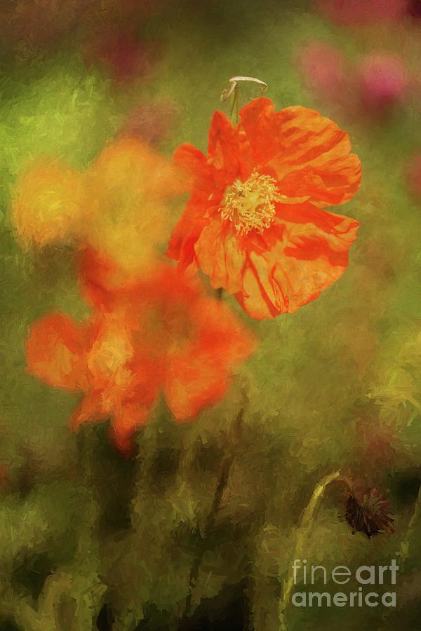 Iceland Poppies Photograph - Iceland Poppies by Eva Lechner