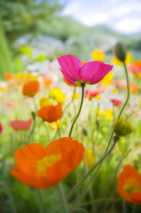 Poppy Photograph - Iceland Poppies by Silke Magino