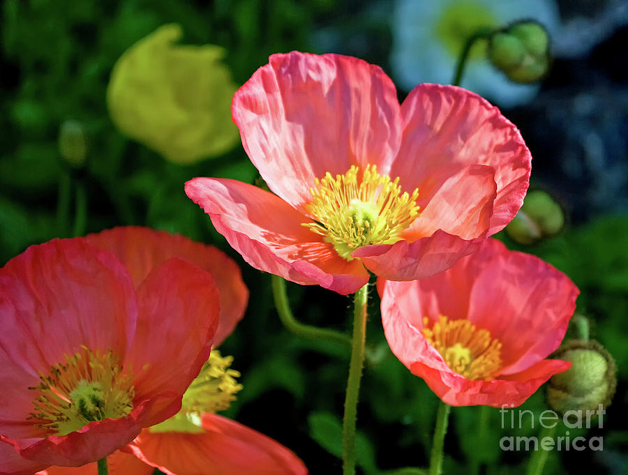 Iceland Poppies Visit Www.angeliniphoto.com For More Photograph by Mary