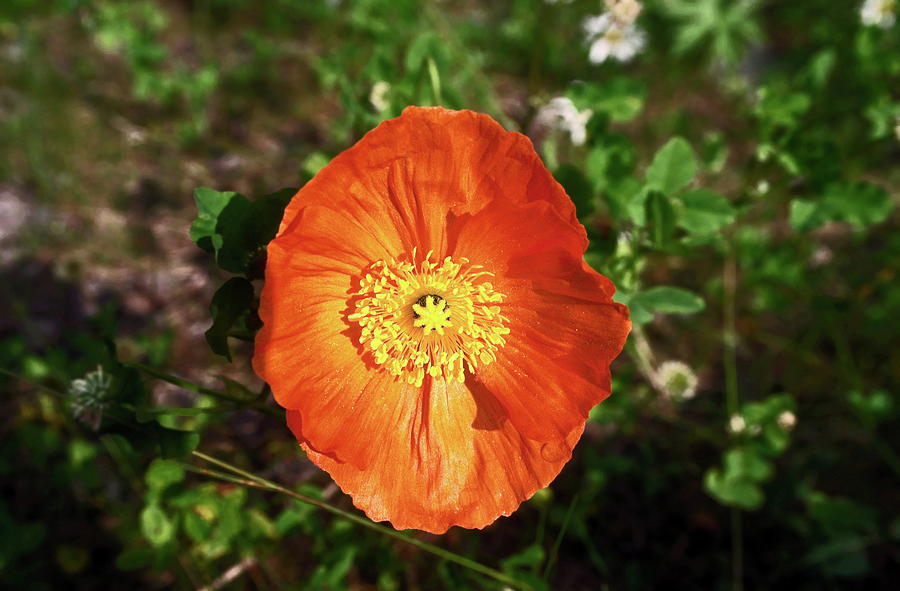 Summer Photograph - Iceland poppy by Sally Weigand