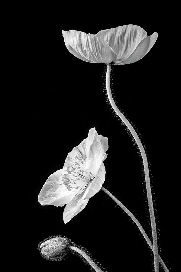 Iceland Poppy Still life In Black And White Photograph by Garry Gay