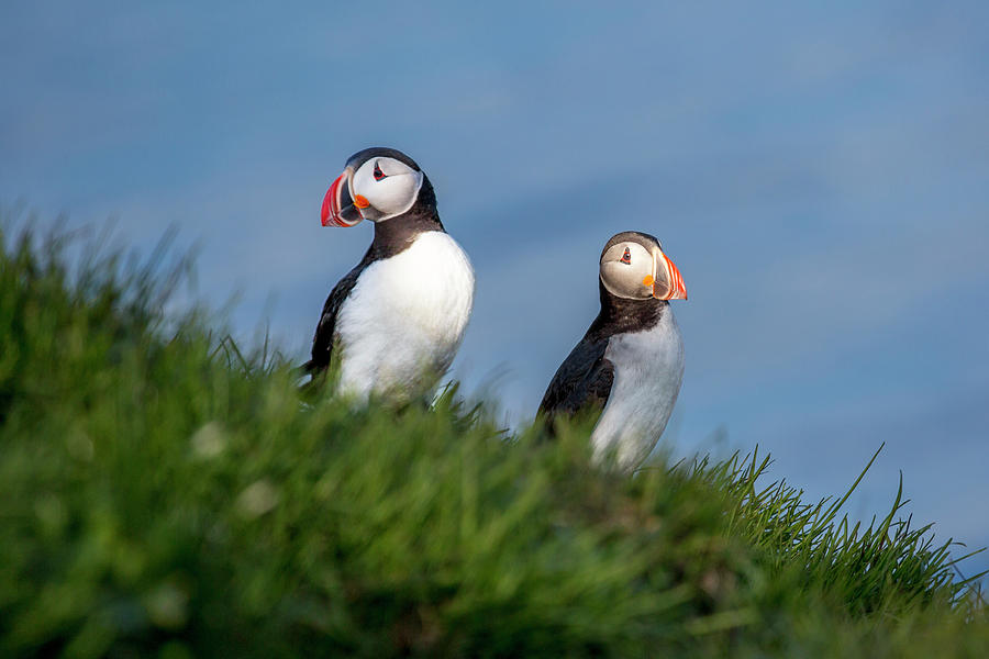 Puffin Photograph - Iceland Puffins by the Sea by Betsy Knapp