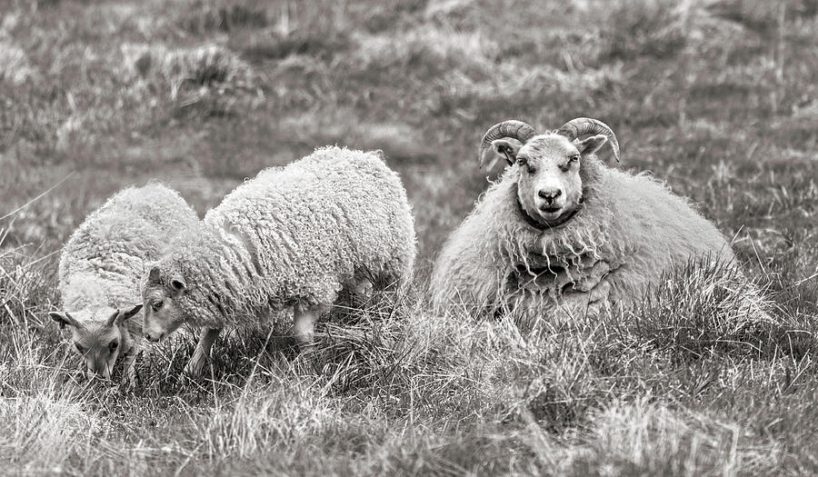 Iceland Woolly Bear Sheep Photograph