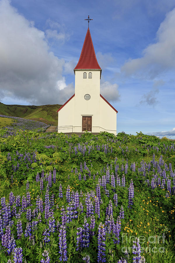 Icelandic Church among the fields of lupine Photograph by Edward Fielding