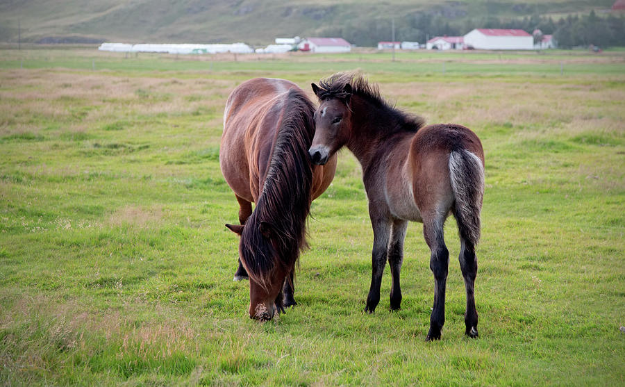 Icelandic colt and mom Photograph by Jack Nevitt