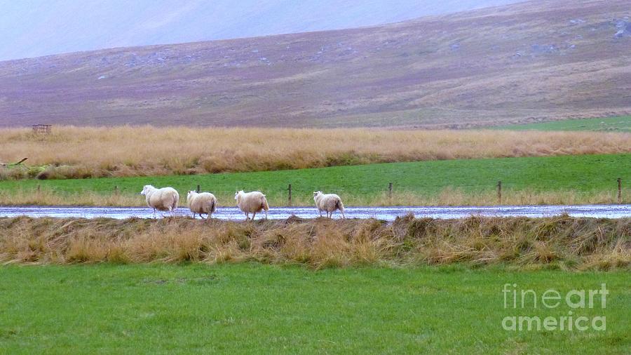 Icelandic Fall Scenery with Sheep Photograph by Barbie Corbett-Newmin