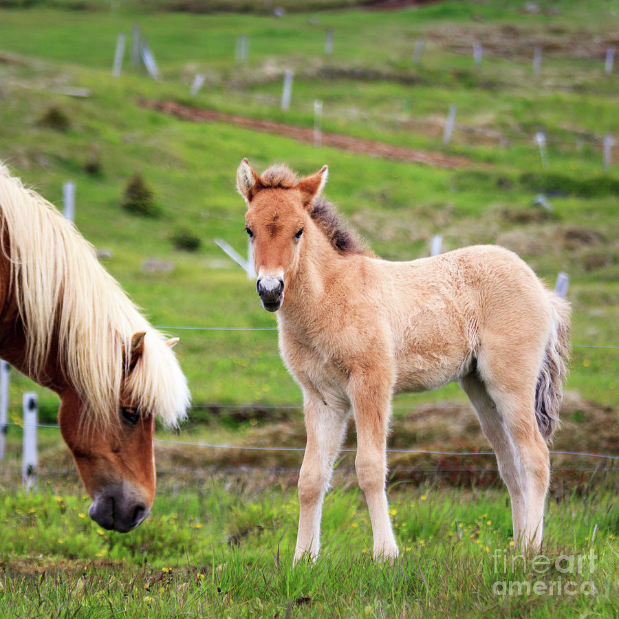 Animal Photograph - Icelandic Foal by Silken Photography