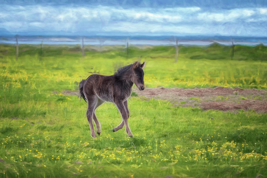Icelandic Foal Photograph by Tom Singleton