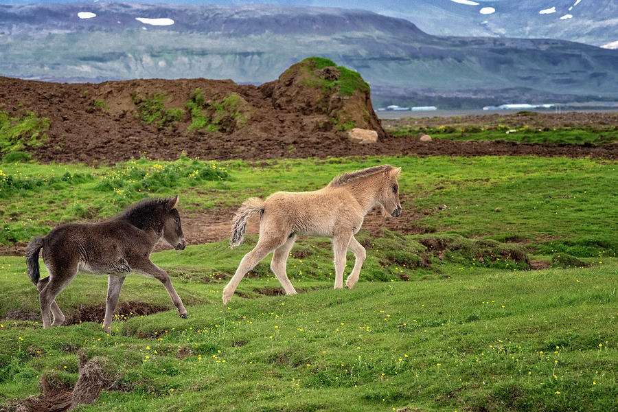 Icelandic Foals Photograph by Tom Singleton