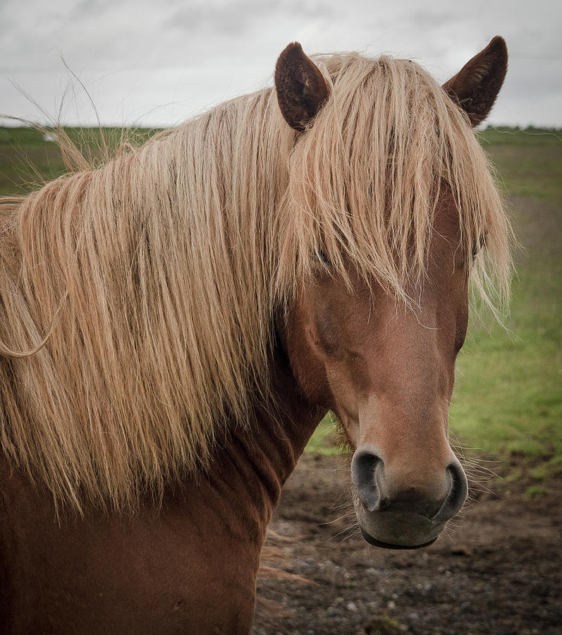 Icelandic Horse 0895 Photograph by Deidre Elzer-Lento