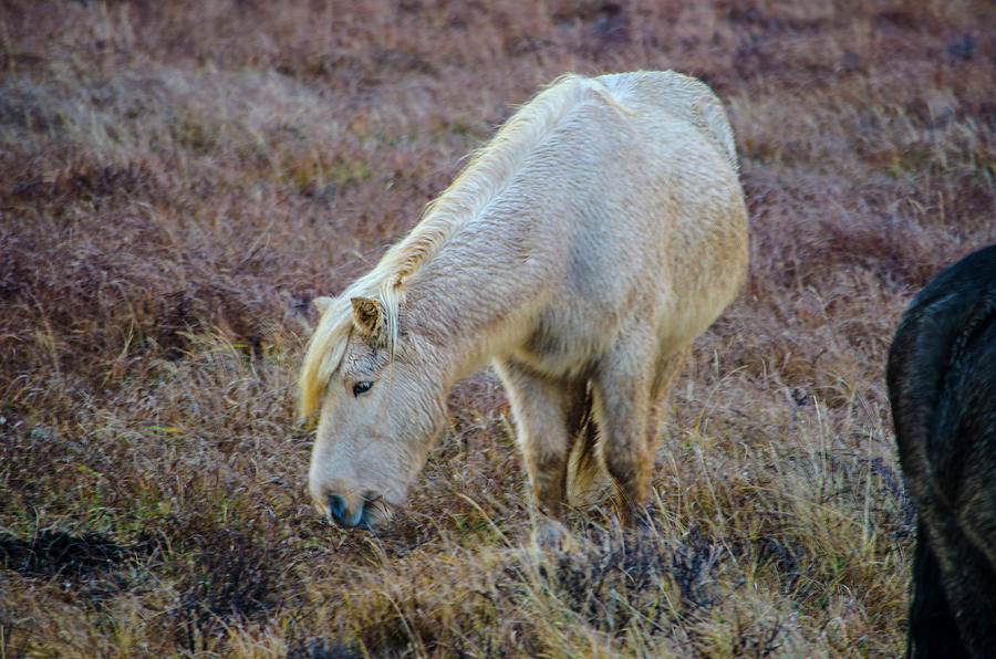 Icelandic Horse 1 Photograph by Deborah Smolinske