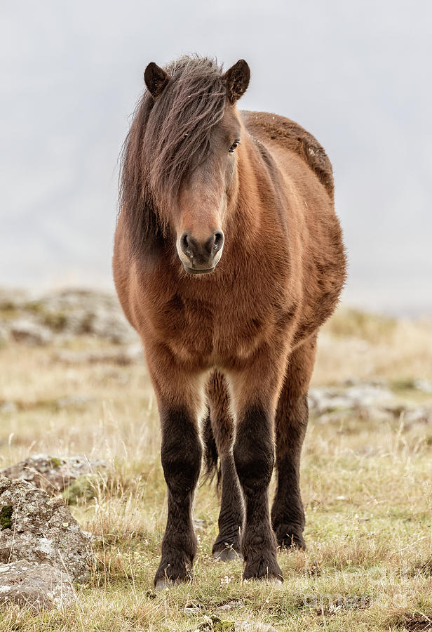 Icelandic Horse 1 Photograph by Jerry Fornarotto