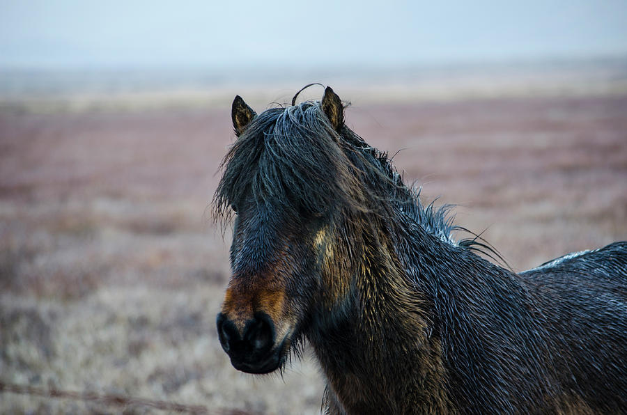 Icelandic Horse 2 Photograph by Deborah Smolinske