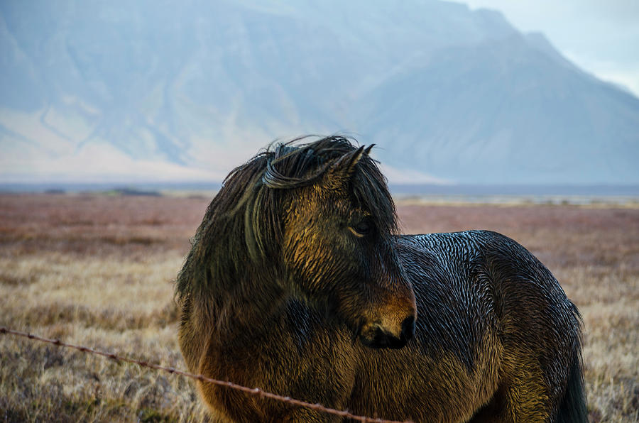 Icelandic Horse 3 Photograph by Deborah Smolinske