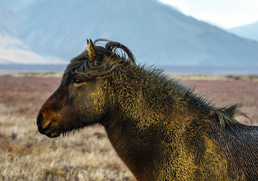 Icelandic Horse 5 Photograph by Deborah Smolinske