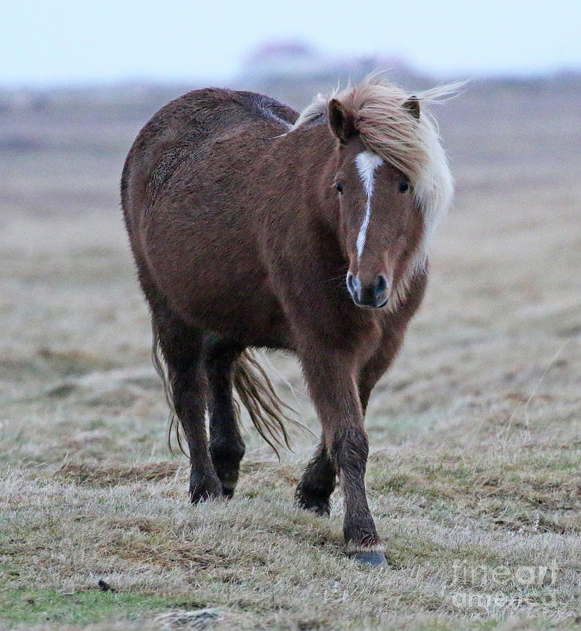 Icelandic Horse 7103 Photograph by Jack Schultz