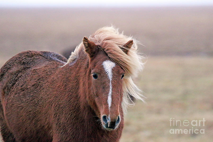 Icelandic Horse 7116 Photograph by Jack Schultz