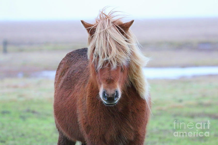 Icelandic Horse 7137 Photograph by Jack Schultz