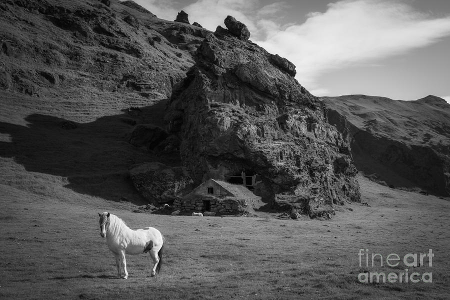 Icelandic Horse and Cave Shelter BW Photograph by Michael Ver Sprill