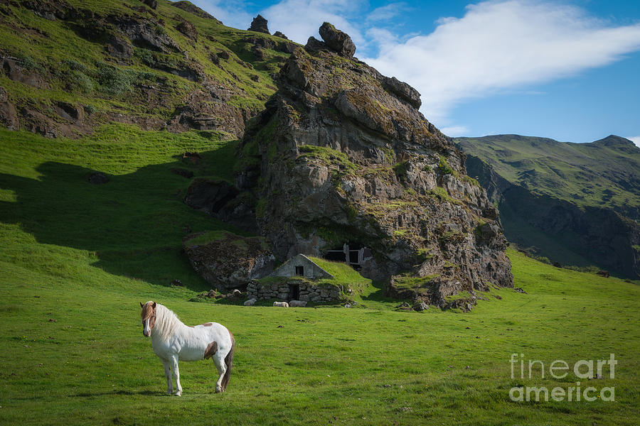Icelandic Horse and Cave Shelter Photograph by Michael Ver Sprill