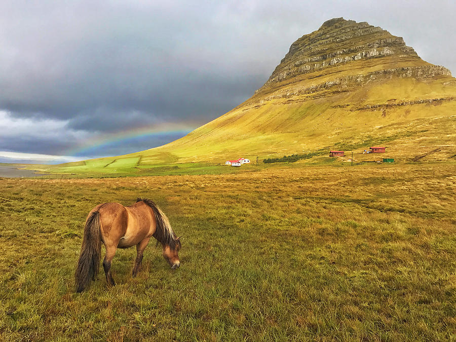Icelandic Horse and Mountain Photograph by Jack Nevitt