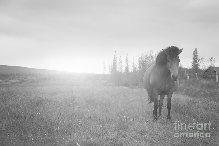 Icelandic Horse Bw Photograph