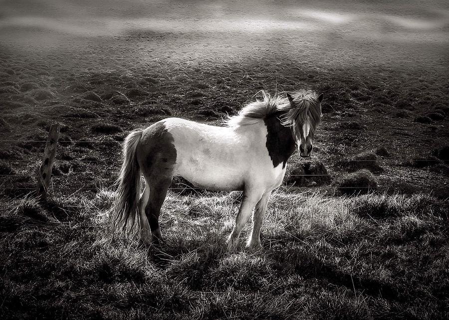 Icelandic horse Photograph by Elisa Mossman - Fine Art America