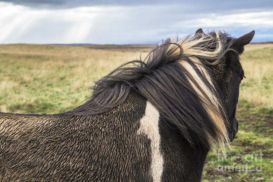 Icelandic Horse by Gordon Wood Icelandic Horse by Gordon Wood