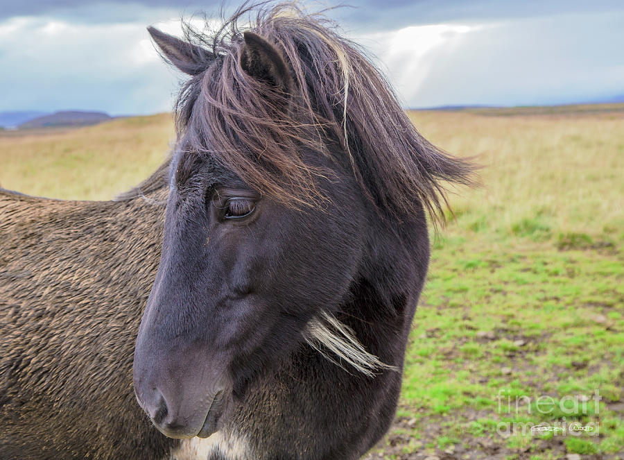 Icelandic Horse - Head by Gordon Wood Icelandic Horse - Head by Gordon Wood