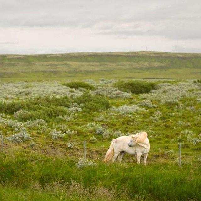 Icelandic Horse #icelandsecret Photograph by Bruna Sturzbecher