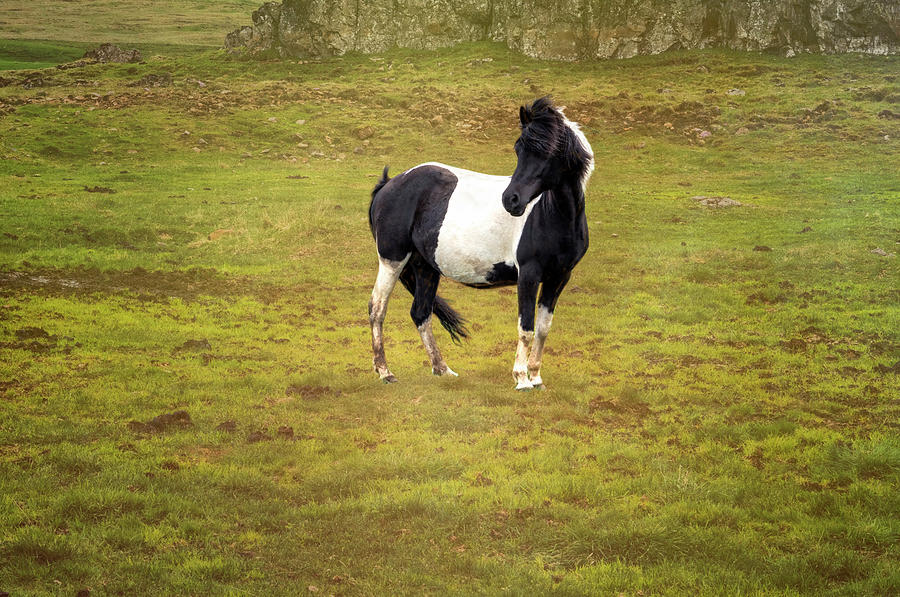 Icelandic Horse II Photograph by Tom Singleton