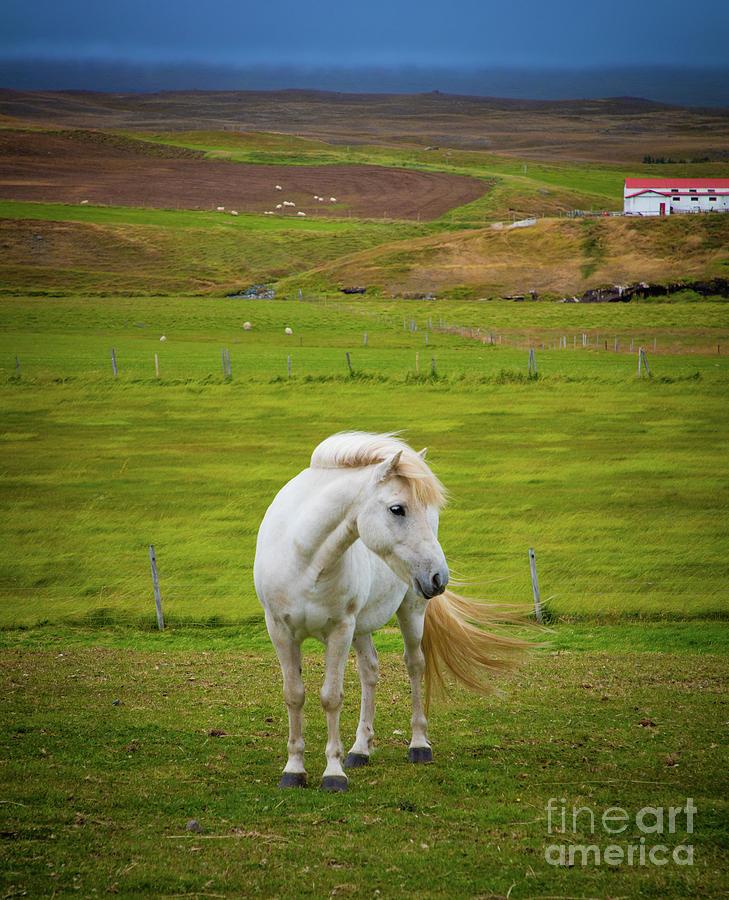 Icelandic Horse Photograph by Inge Johnsson