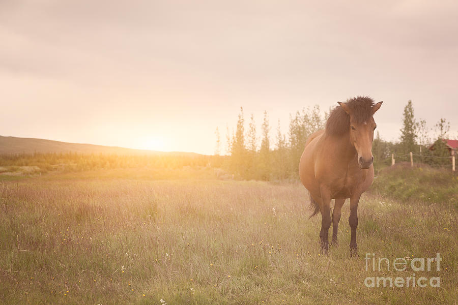 Icelandic Horse  Photograph by Michael Ver Sprill