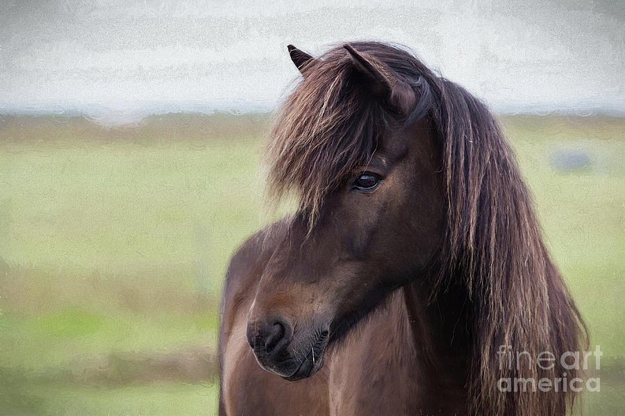 Icelandic horse Photograph by Patti Schulze