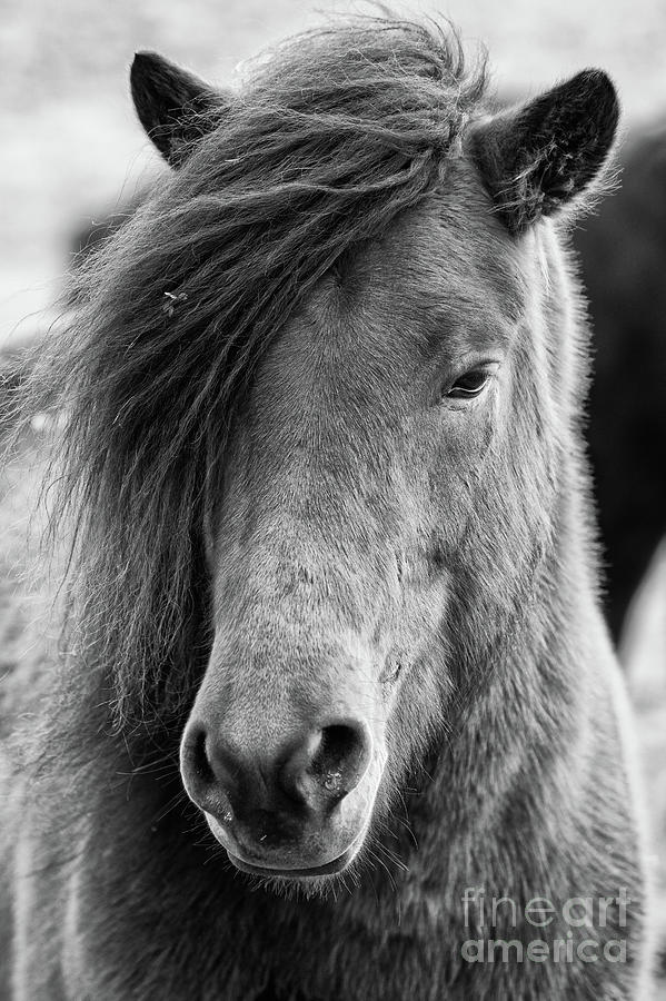 Icelandic Horse Profile bw Photograph by Jerry Fornarotto