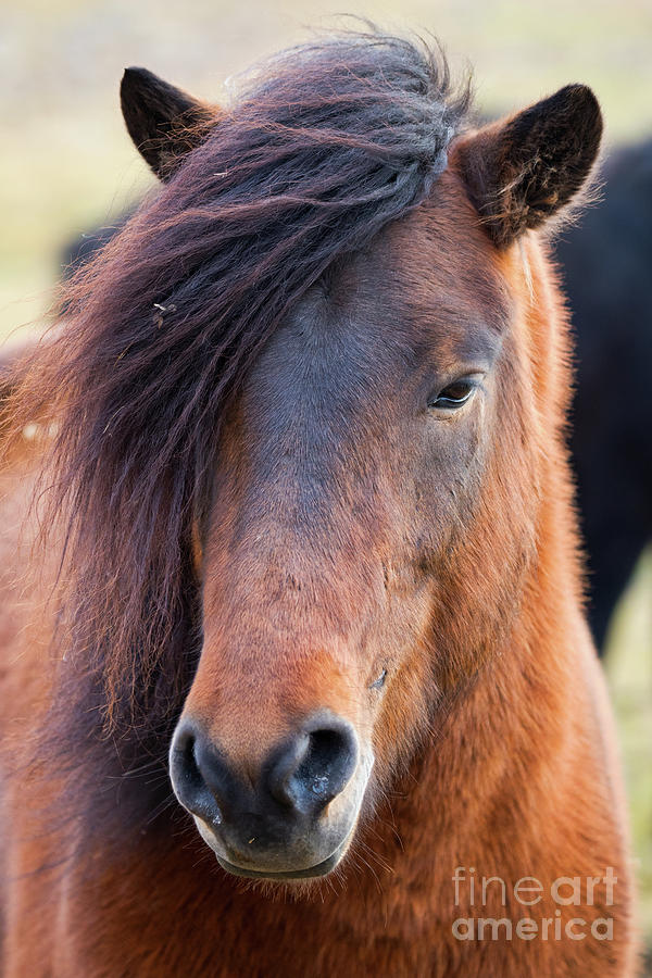 Icelandic Horse Profile Photograph by Jerry Fornarotto