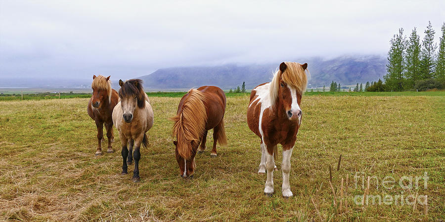 Icelandic Horse Quartet Photograph by Catherine Sherman