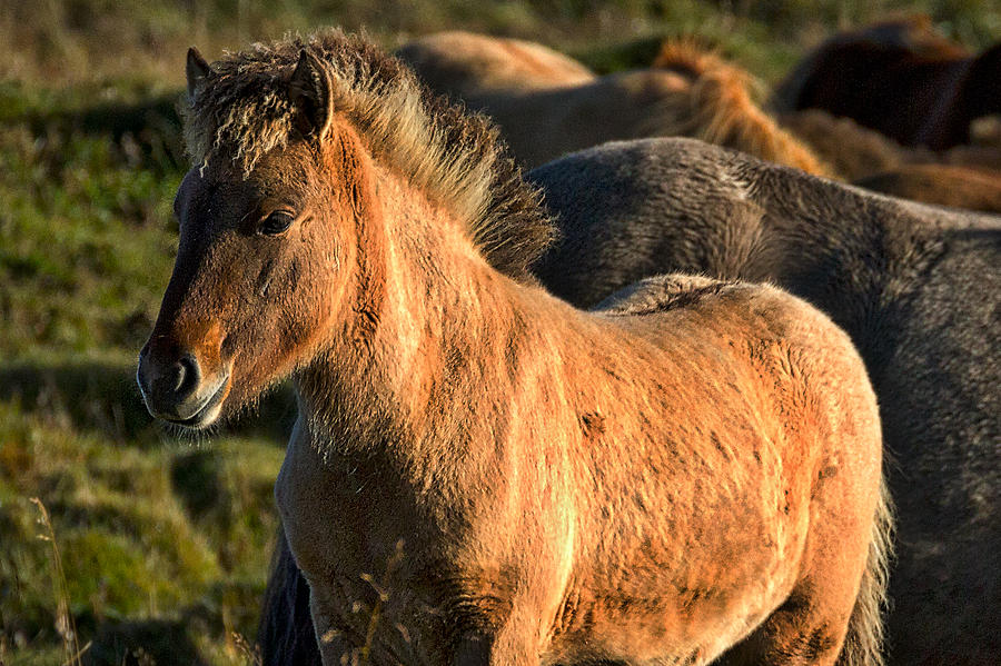 Icelandic Horse Photograph by Stuart Litoff