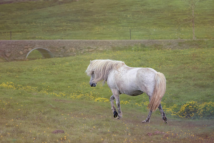 Icelandic Horse Photograph by Tom Singleton
