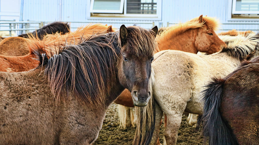 Icelandic Horses # 1 Photograph by Allen Beatty